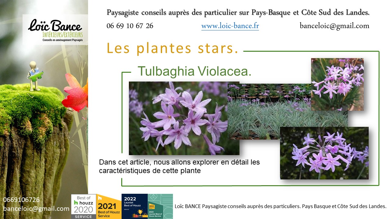 Anglet paysage, fleurir votre jardin avec la Tulbaghia Violacea plante star de juillet 2024.