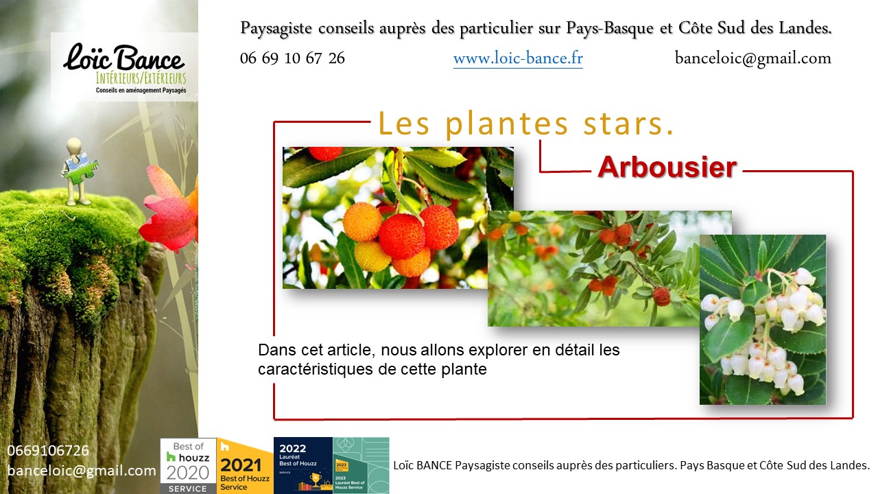 Paysagiste Anglet. L'arbousier (Arbutus unedo) est une plante ornementale attrayante.